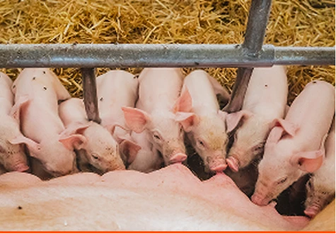 image Pig Panels