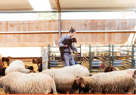 image Sheep Panels